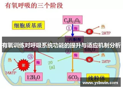 有氧训练对呼吸系统功能的提升与适应机制分析